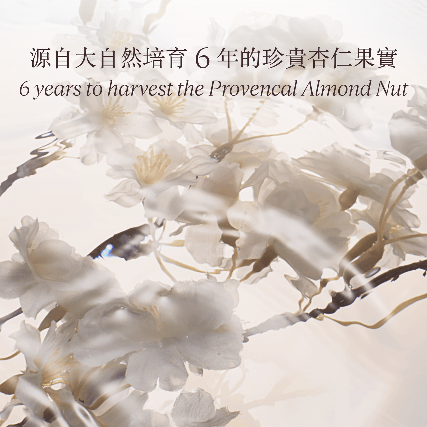 杏仁緊實美膚油