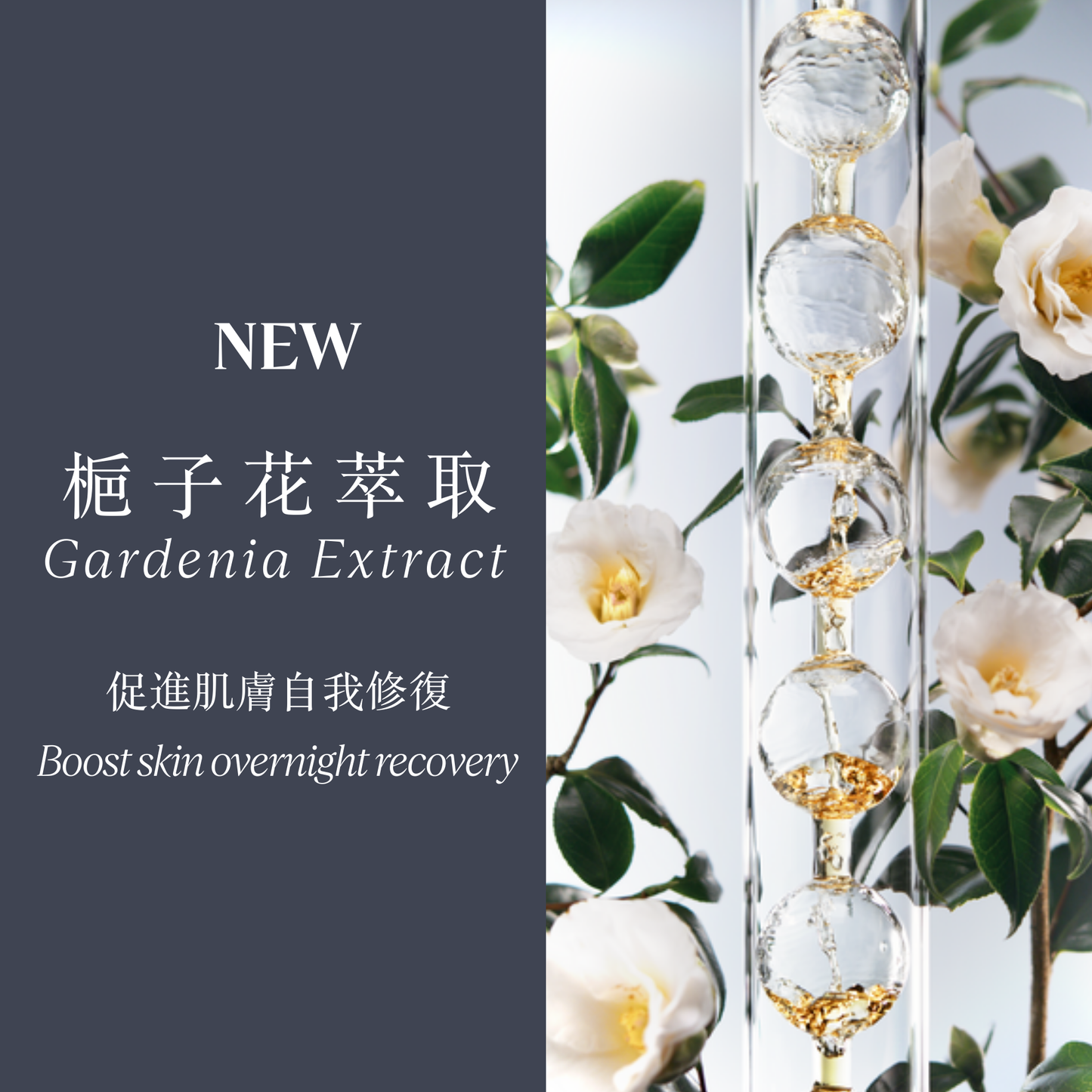 蠟菊煥活雙效精華