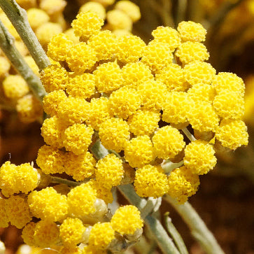 Immortelle Super Aqueous Extract