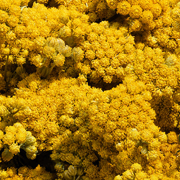 Immortelle Floral Water