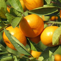 Japanese_Mandari Featured Ingredient - L'Occitane