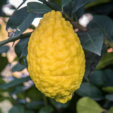Citron Essential Oil