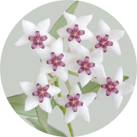 POSTBIOTIC Featured Ingredient - L'Occitane