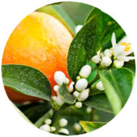 orange_blossom_1 Featured Ingredient - L'Occitane