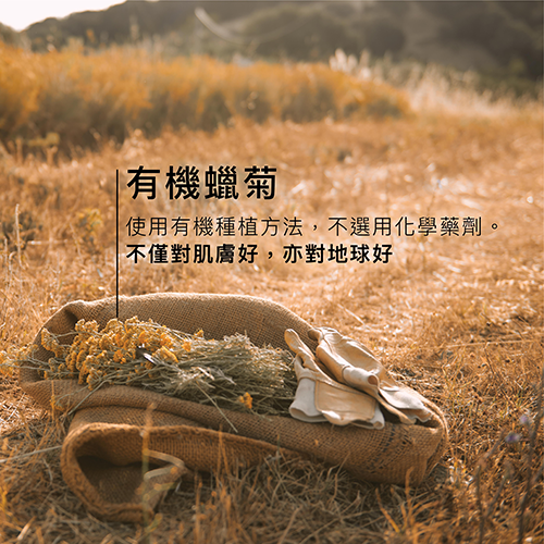 蠟菊極致再生精華油