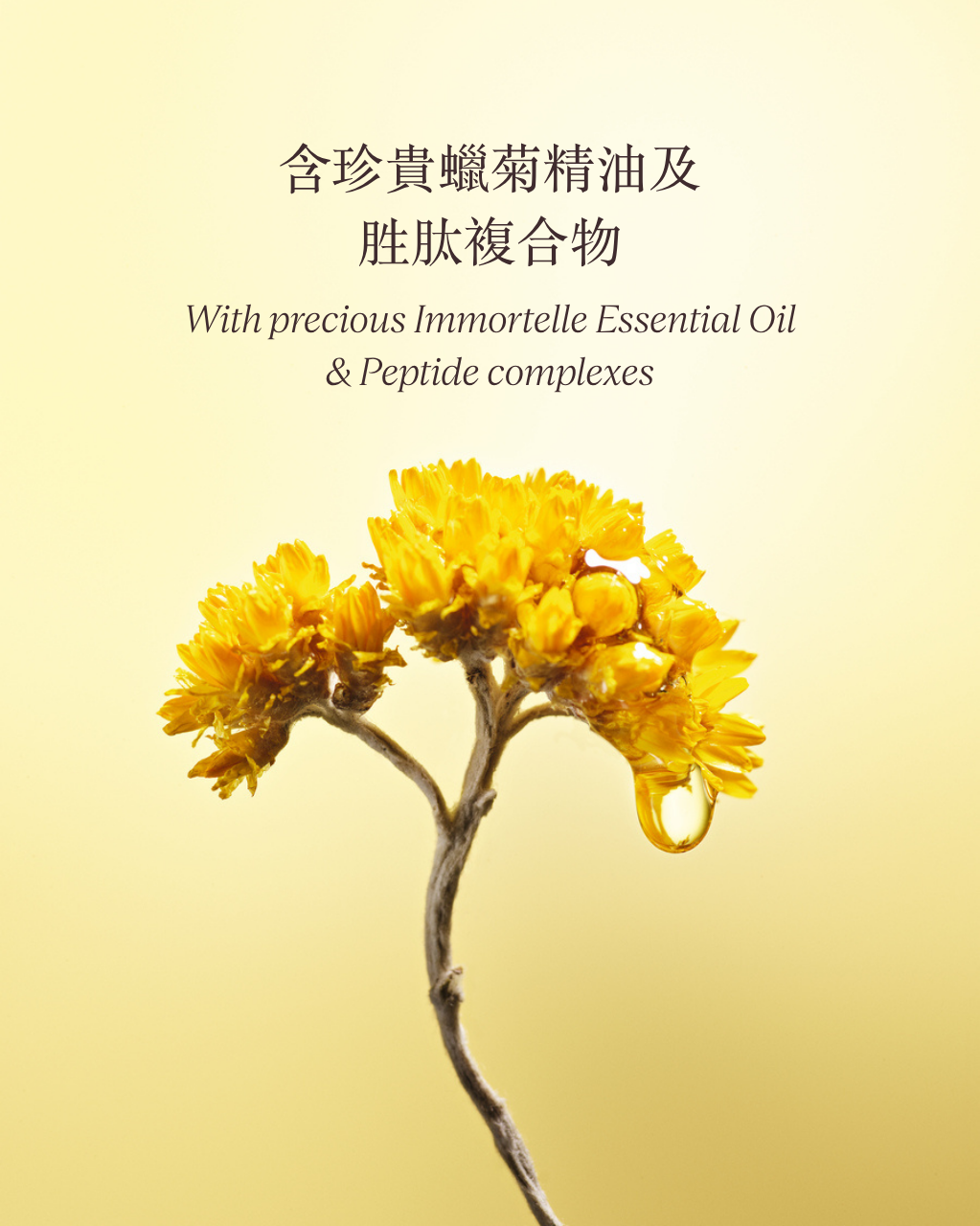 蠟菊極致賦活頭皮精華