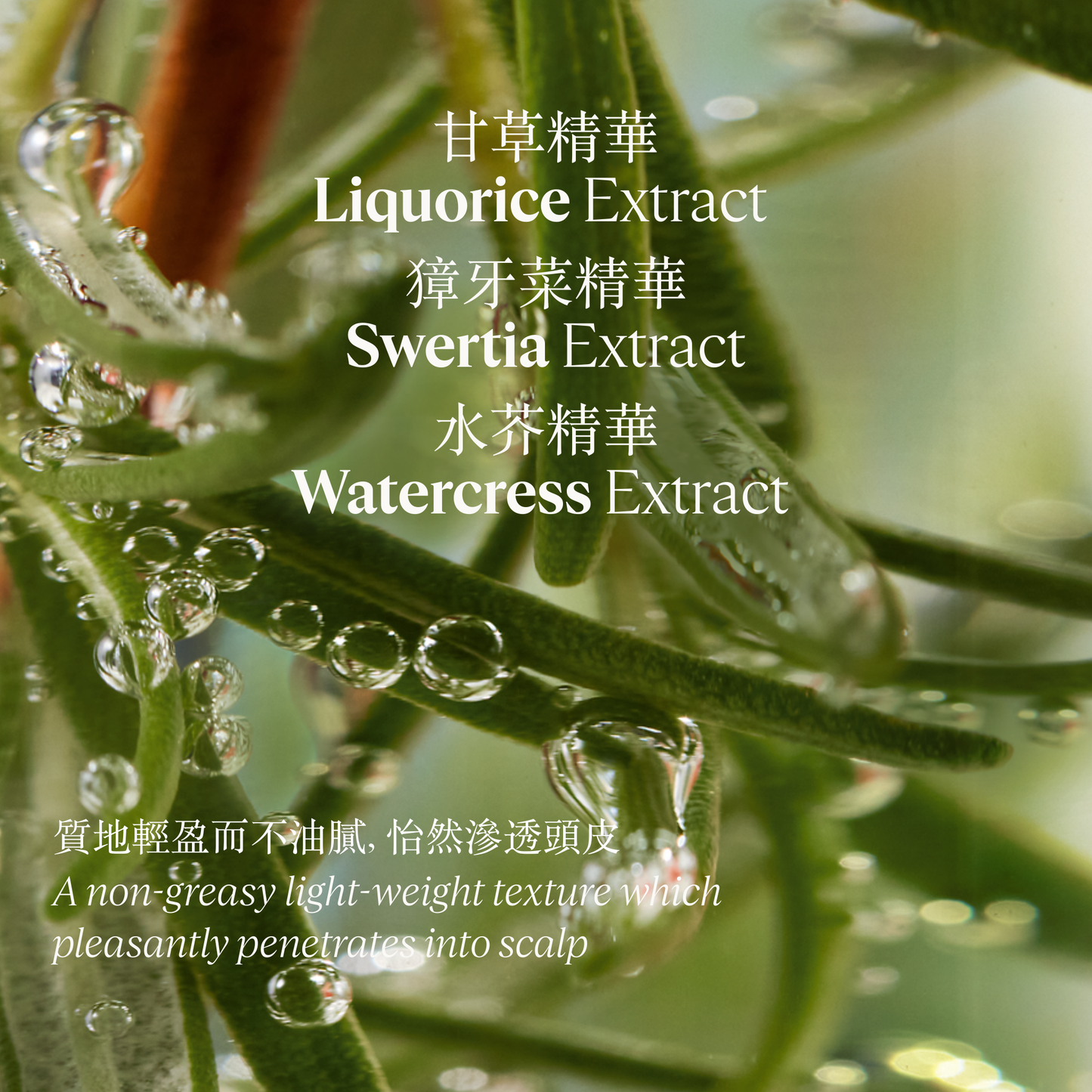 草本療法防掉髮頭皮護理精華