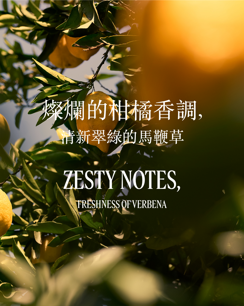 VERVEINE AGRUMES 柑橘馬鞭草潤手啫喱霜