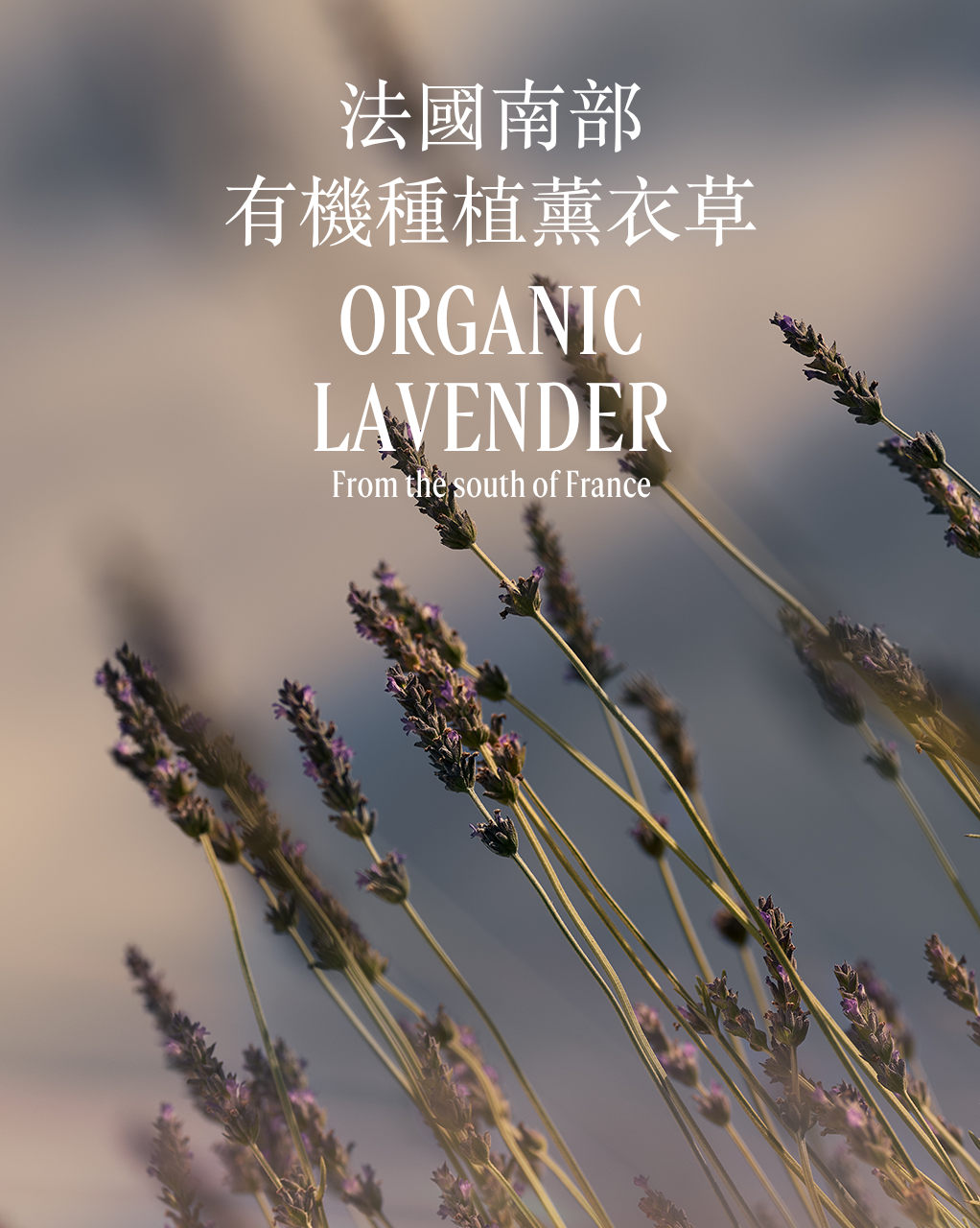 LAVANDE 薰衣草淡香氛 - Image 6
