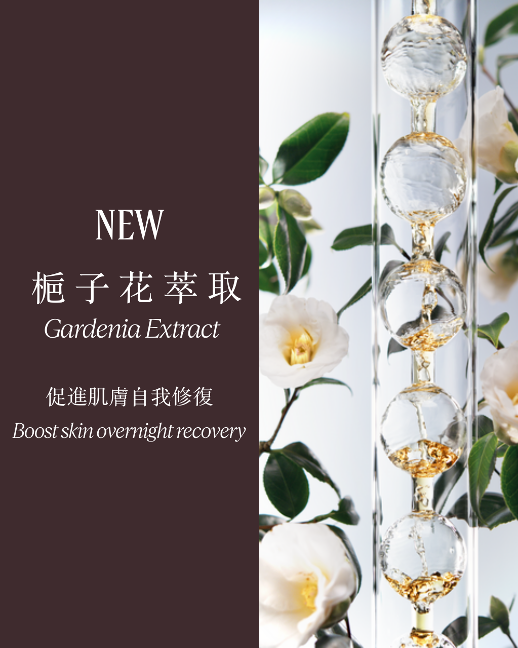 蠟菊煥活雙效精華