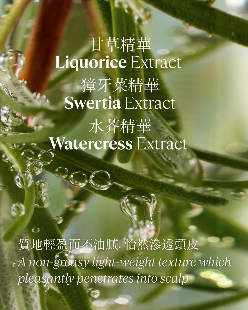 草本療法強韌護理洗髮水補充裝