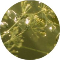 Angelica_Essential_Oil.png Featured Ingredient - L'Occitane