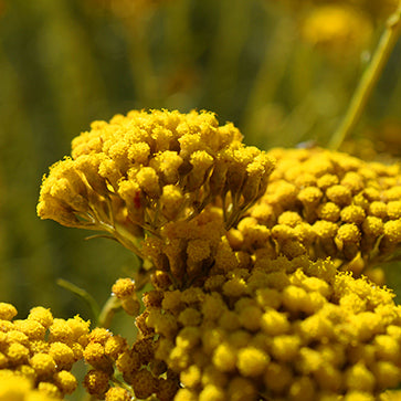 Immortelle Essential Oil