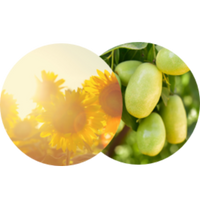 Jojoba_Esters_Sunflower_Wax.png Featured Ingredient - L'Occitane