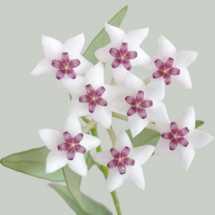 源自毬蘭花酵母的後生元​