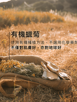 蠟菊極致再生精華油